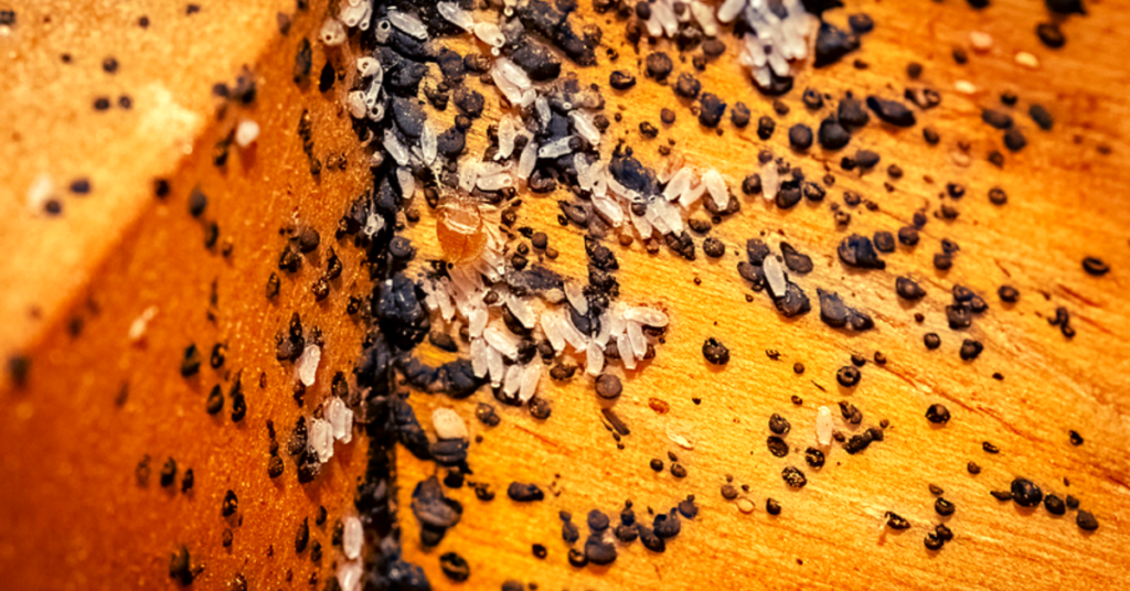 The image depicts bedbug eggs that resemble grains of rice.