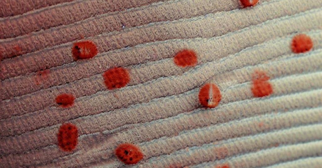 The image shows reddish stains of bed bugs on a car seat, highlighting the potential presence of bedbugs after someone with an infestation sat in the car