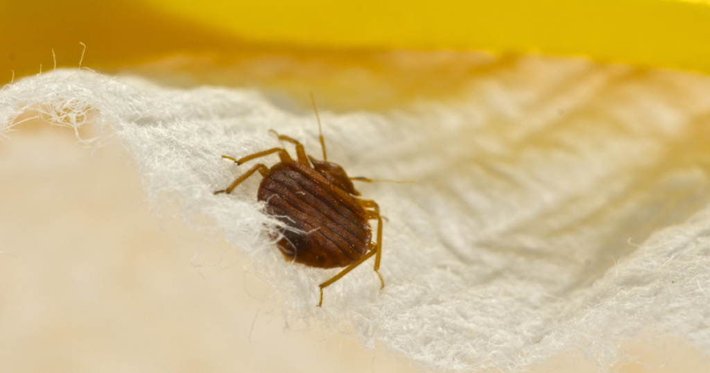 A close-up view of a bedbug crawling on a surface.