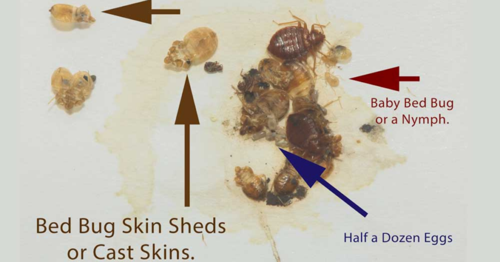 This image captures the molting process of bedbugs as they shed their exoskeletons. 