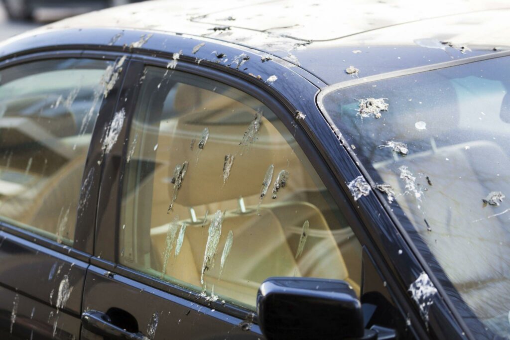 Bird droppings on a black car.